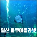 조방 빛축제거리 2 - KT 옆 | 일산 아쿠아플라넷 데이트 할인 주차 정보 완벽정리