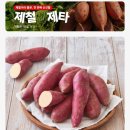 호박마트 | 롯데마트 제타에서 만난 호풍미고구마! 가을 호박고구마 맛있게 찌는 법