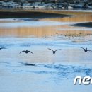 보강천1 이미지