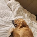 바우축산 - 용인시 기흥구 구성로 80 | [멍기자] 🐕 부산 수영구 애견카페 TOP5 추천