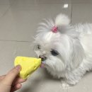 씨유펫성남모란점 | 용품 할인점(강아지간식, 고양이간식 등) "씨유펫" 성남모란점ㅣ위치, 내부인테리어, 멍치즈 후기, 솔직...