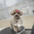 몽가펫 | 경산애견미용의 명가 <몽가펫> (ft. 옥곡동에서 애견미용으로 유명한 곳)