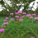 봉실농장 이미지