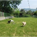 동백 숲속애견랜드 이미지