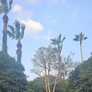 소노캄 제주 웨스트타워 이미지