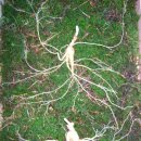 한방농장 이미지