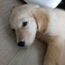 망고쿠로 이미지