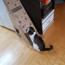 냥아치냥 이미지