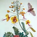 보태니컬 이미지