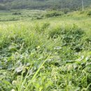 동아농장 이미지