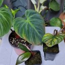 비바리움매니아 이미지