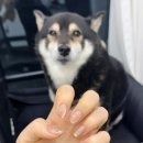 네일노마 네이버블로그