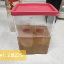 달걀 탱탱볼 만들기 후기