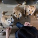 통닭연구소 이미지