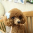 포포퍼피 이미지