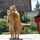 행복한 고양이 이미지