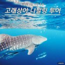 보홀 여행 고래상어 투어 나팔링 투어 추천 후기
