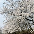 죽림3로가로수 | 전남 담양 관방제림 벚꽃 명소와 현지 맛집 소개 2026