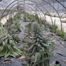 내서읍724 이미지