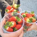 대왕농장 | 용인 겨울철 실내가볼만한곳,아이랑 딸기체험ㆍ동물체험 농장|포레스트벨 후기(가격정보포함)