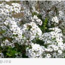 헷갈리지 마세요! ‘조팝나무’, ‘이팝나무’ 차이점 이미지