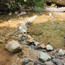 고둔치 솔가 이미지