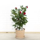 에코플란트유치과의원 | 동백꽃 산다화 선물 감상과 향기,비료 주기 후기.김유정 동백꽃 소설 이야기와 동백꽃 관광 여행지...