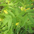 강과소나무 이미지