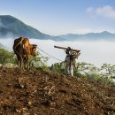 농부의 아침 이미지