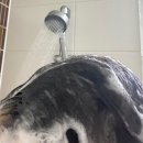 (주)바이오이노티스 | 마이녹셀 스칼프 인텐시브 샴푸 바이 랩클[100ml] 솔직 담백 사용후기