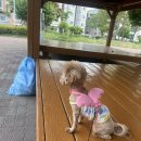 멍야옹실 이미지