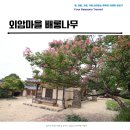 대한건재 | 외암민속마을 건재고택에 핀 배롱나무 여행