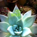 다육꽃세상 이미지