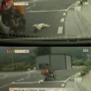 백구오토바이