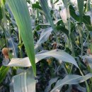 환이농장 이미지