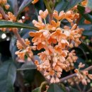 마소물로 이미지