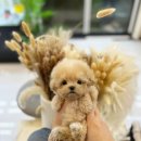 광주강아지분양 고양이분양 24시 데려가개본점 이미지