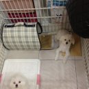 미니 & 바니 애견샵 이미지