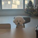 정가네 목장 | [일상] 12월 1주. 휴직 첫 주.