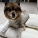 이 편한 우리 아이 구강 관리법 | 강아지 침대 추천, 자꾸 물어뜯는 아이라면? 턱 관절 편한 베개형 후기