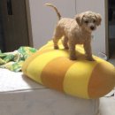 퍼피앤캣 이미지