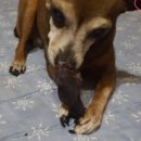 도그조아 이미지