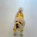 도그바라기 | 강아지 유치원 정착. 3번째 전학(?)