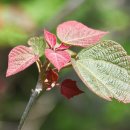 아름다운 반복 이미지