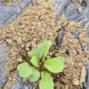 민지농장 | 2026 주말농장 013 - 약은 이겼는데, 설탕은 못이겼다.