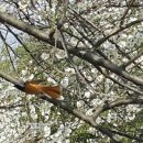 들에핀 매화 이미지