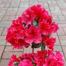 기리시마 이미지