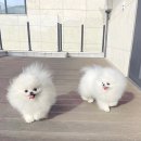 라페트 폼 이미지