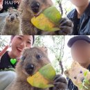 (주)새한화장품 | 호주 퍼스 : 로트네스트섬, 쿼카랑 셀카찍기 ❤️
