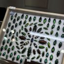 렙타일코리아 | KRF 코리아 렙타일 포럼 in 부산 다녀온 후기